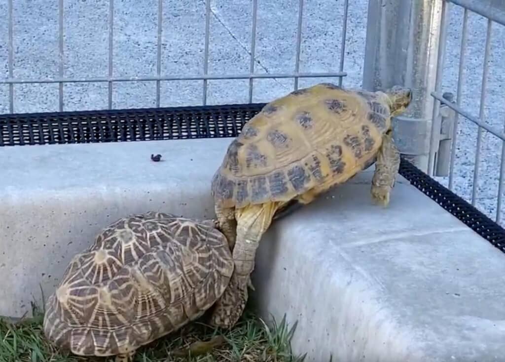 
ホルスフィールドリクガメさんが後ろ足を蹴り上げた瞬間！