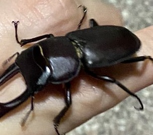 人間に助けられたクワガタ