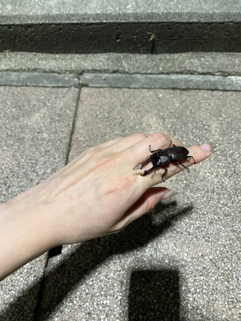 助けた人間の指を思い切り挟むクワガタ