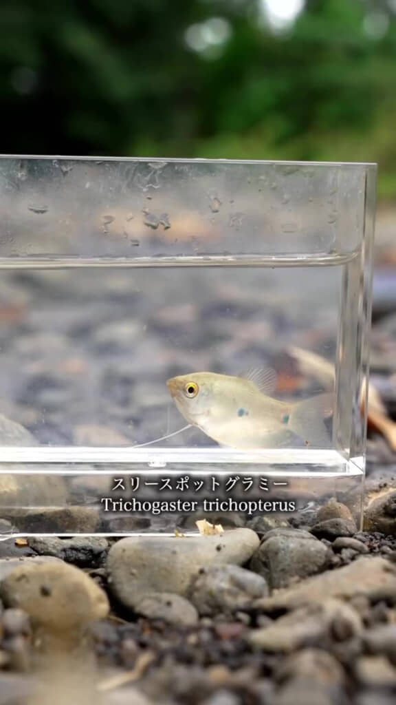 体の斑点が特徴的なお魚さん