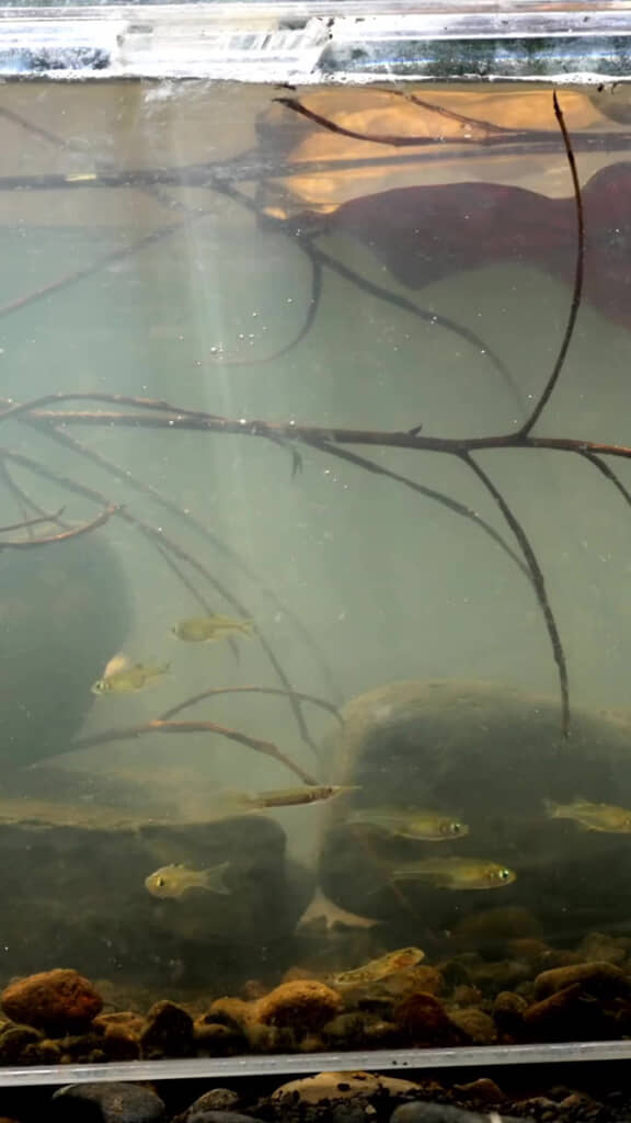 生き生きと泳ぎ中