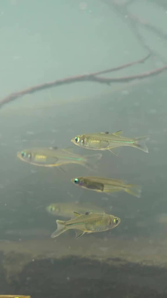 魚たちも気に入ってくれたかな？