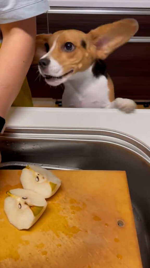 「梨くれ！梨くれ！梨くれ！」