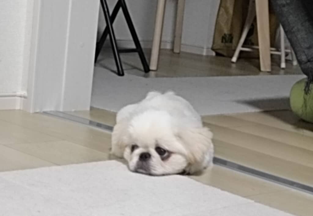 パパさんに怒られてわかりやすくしょんぼりしているきんぱくん