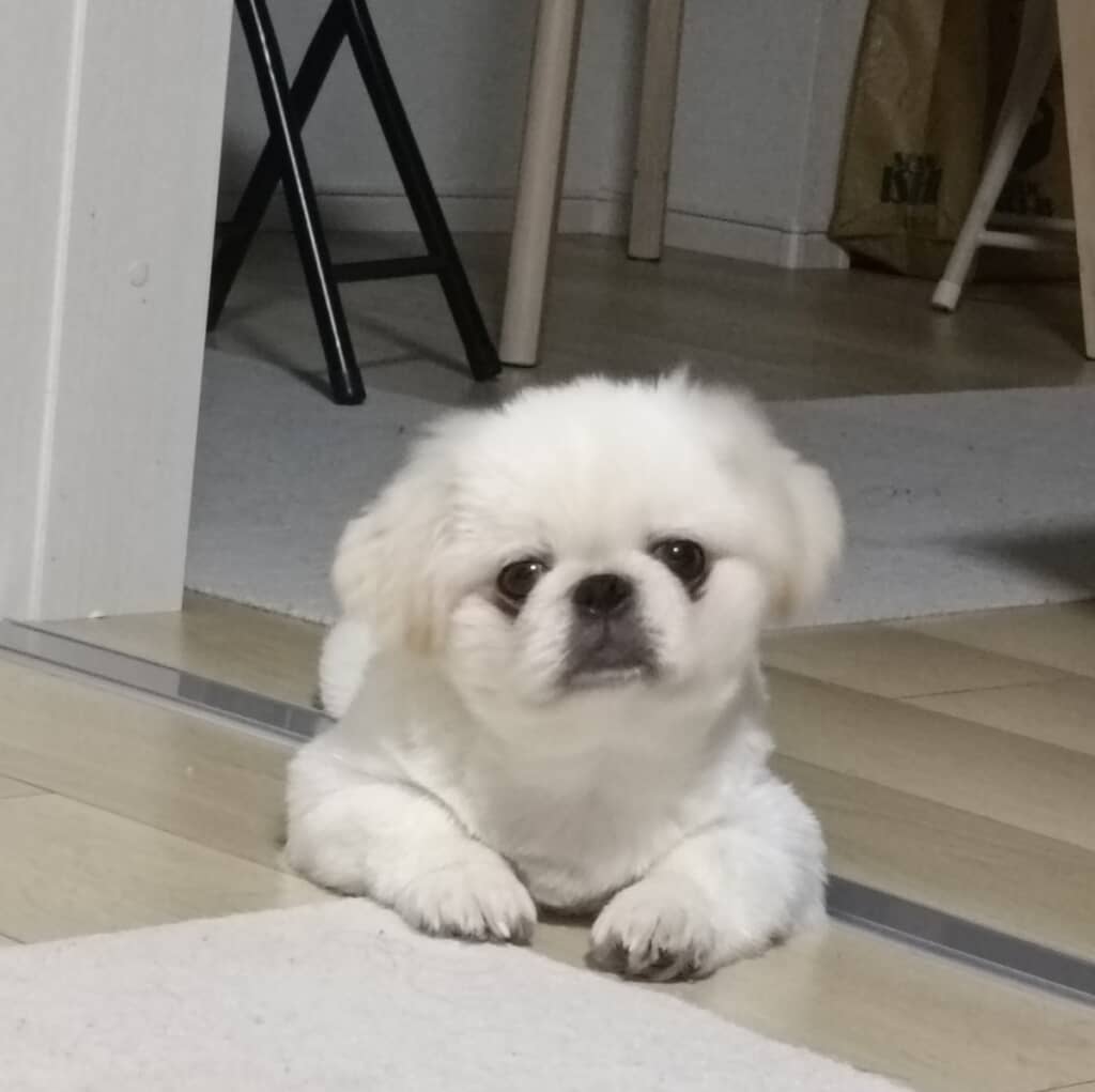 かわいらしいきんぱくん