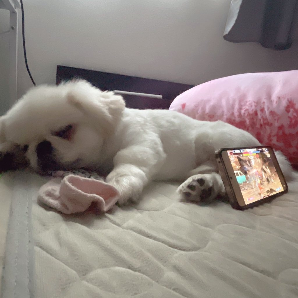 パパさんのスマホスタンドにされちゃったきんぱくん