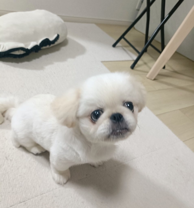 甘えにきたきんぱくん