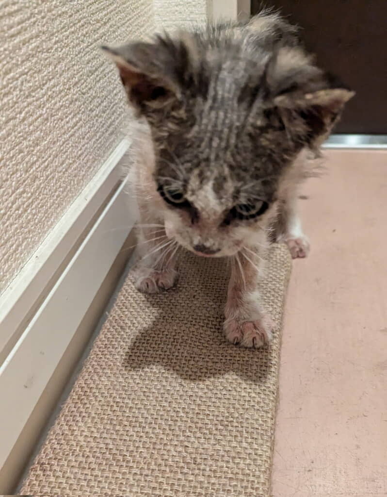 体重増えてきました！