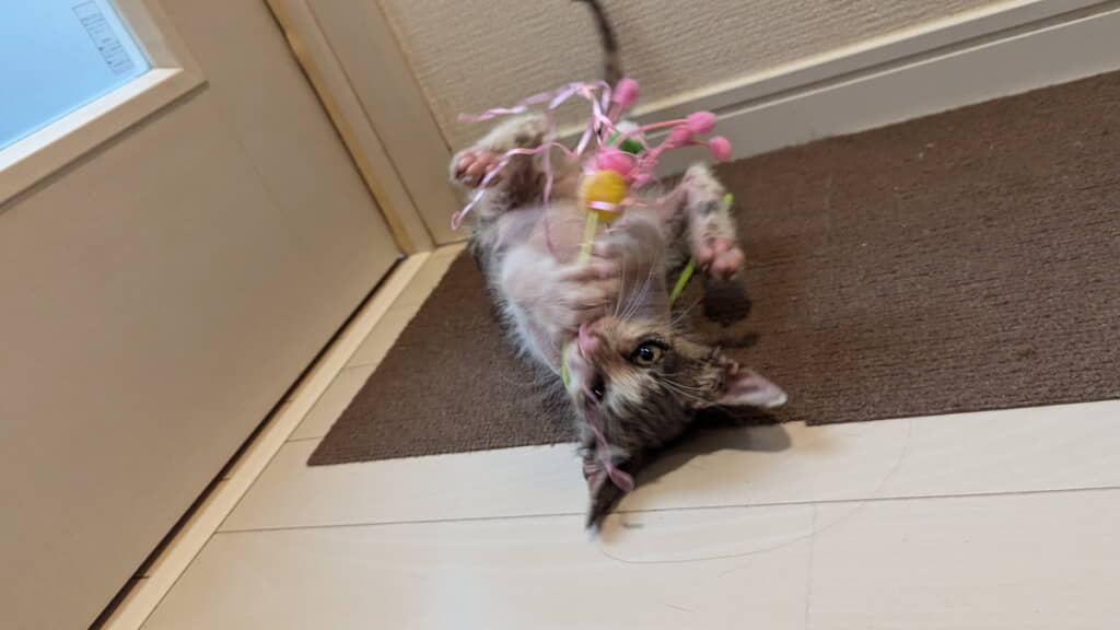 おもちゃで遊ぶにゃろめちゃん