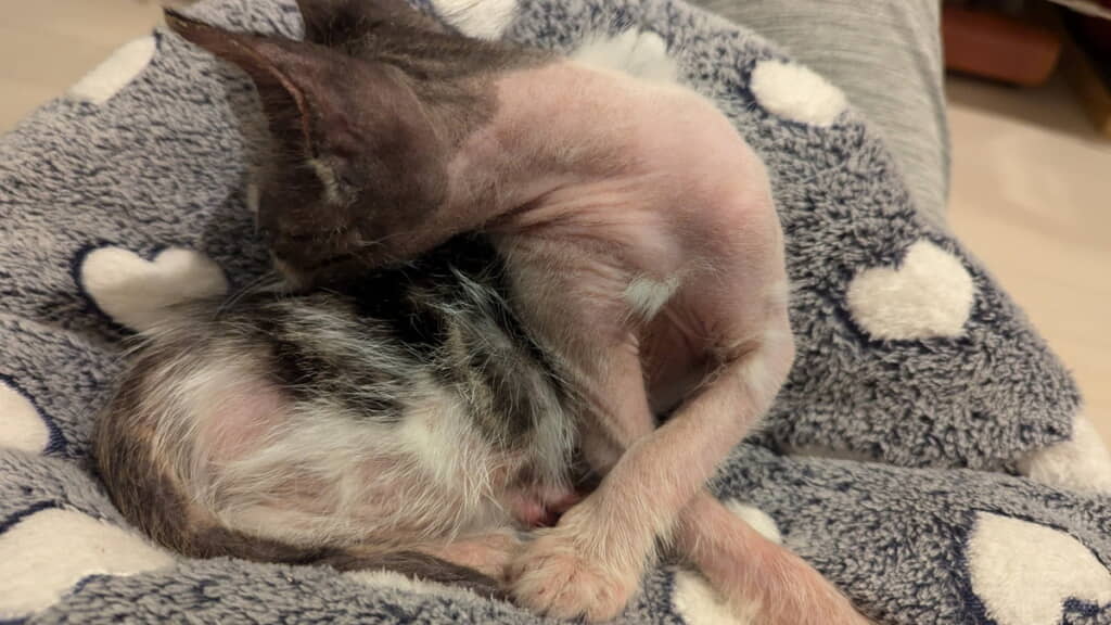 明らかに改善が見られる肌