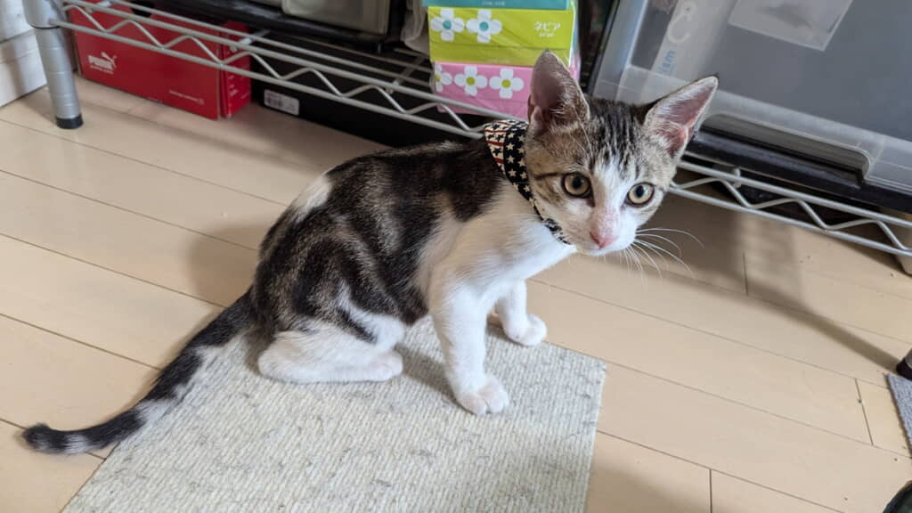 5週間目！　もうすっかり元気に！