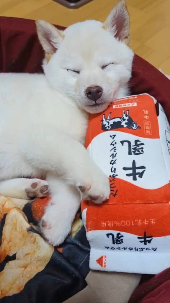 約4年前のまんまるくん