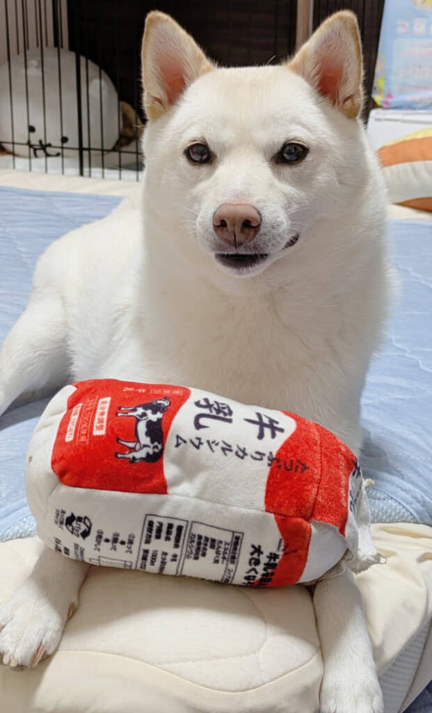 現在のまんまるくん。ぬいぐるみのおかげで成長ぶりがわかりやすい！