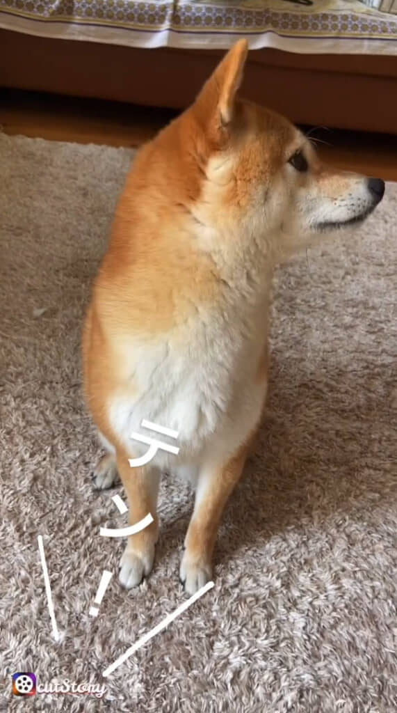 あからさまに怪しい反応を見せるテンちゃん