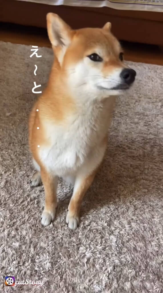 飼い主さんをチラ見