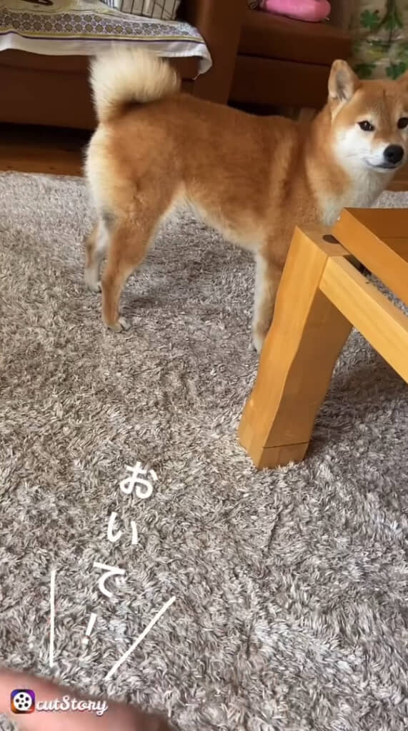 逃げ出すテンちゃん