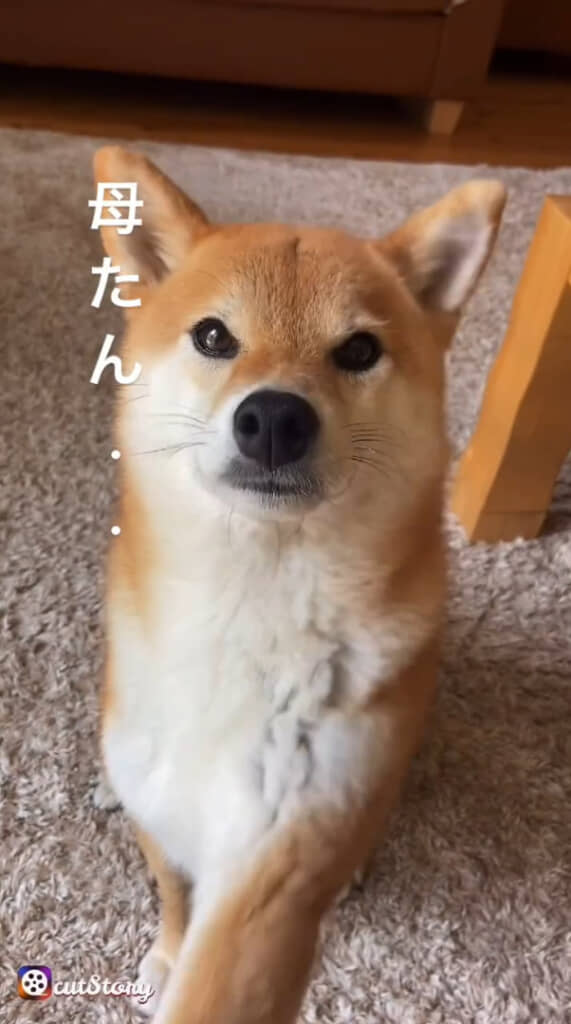 前足でちょんちょんしてからの……