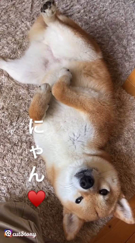 「許してにゃん」