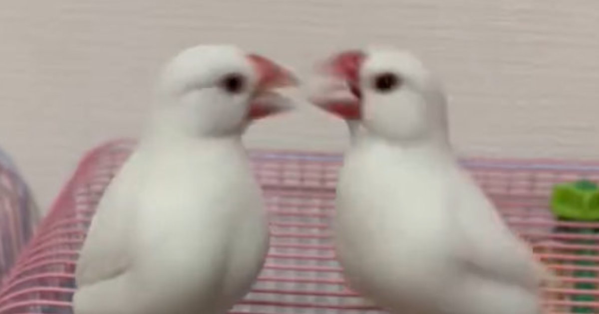 大げんかする2羽の文鳥→間にシャインマスカットを差し出したら