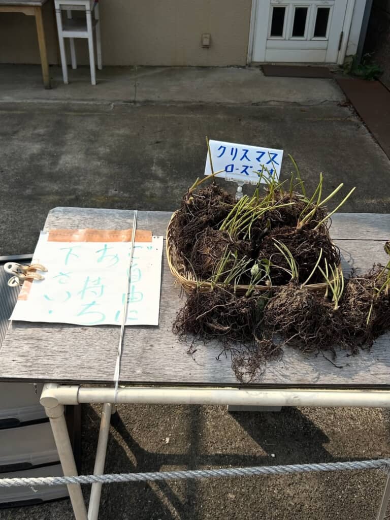 クリスマスローズ