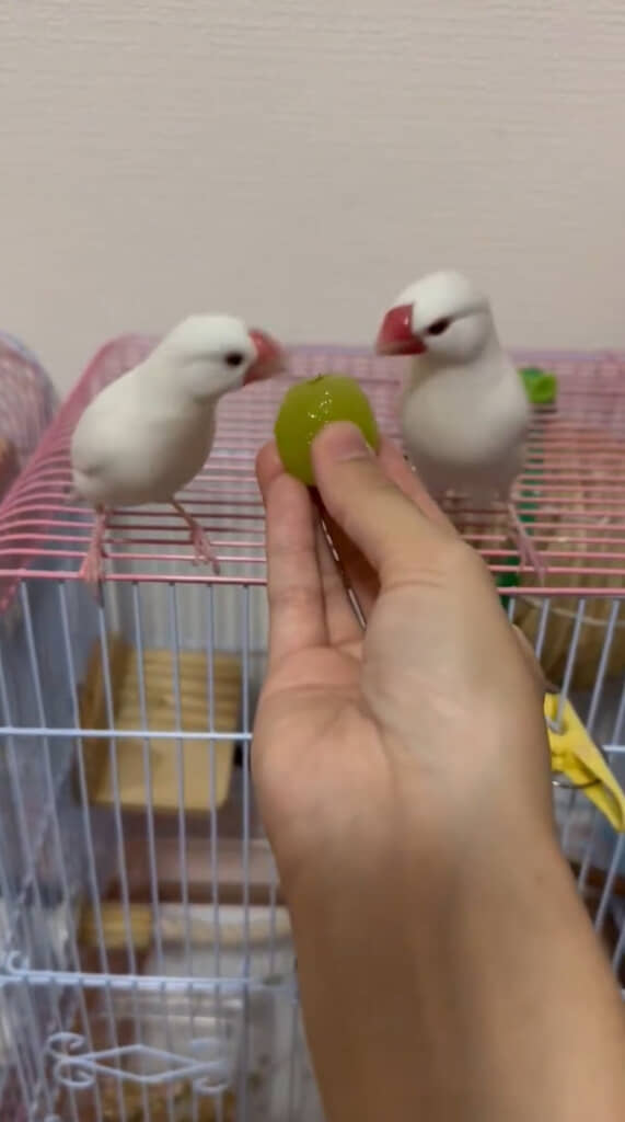 シャインマスカットが目に入って思わず食べだす2羽
