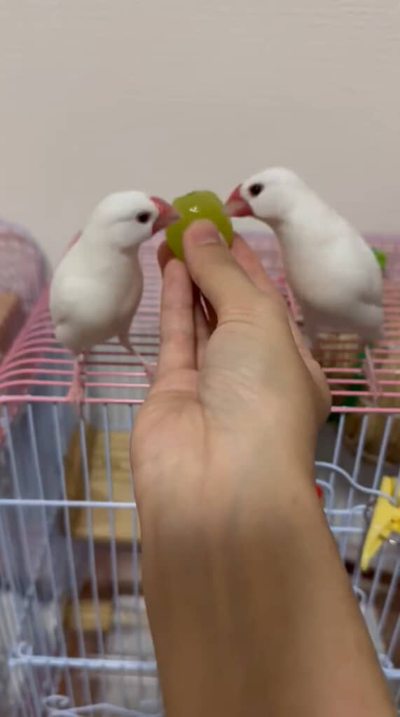 急に黙って食べだす姿がかわいくて笑っちゃう！