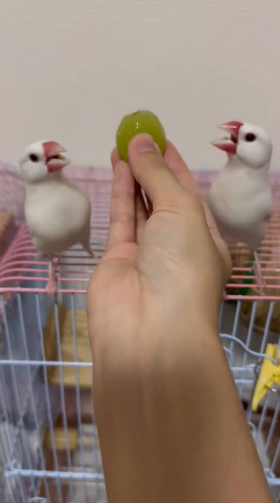 文鳥たちのあいらしい表情にも注目