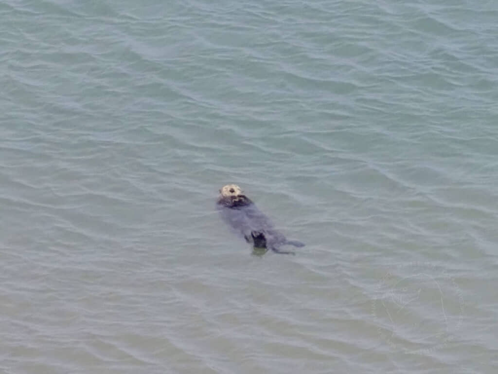 ぷかぷかたゆたう野生のラッコ