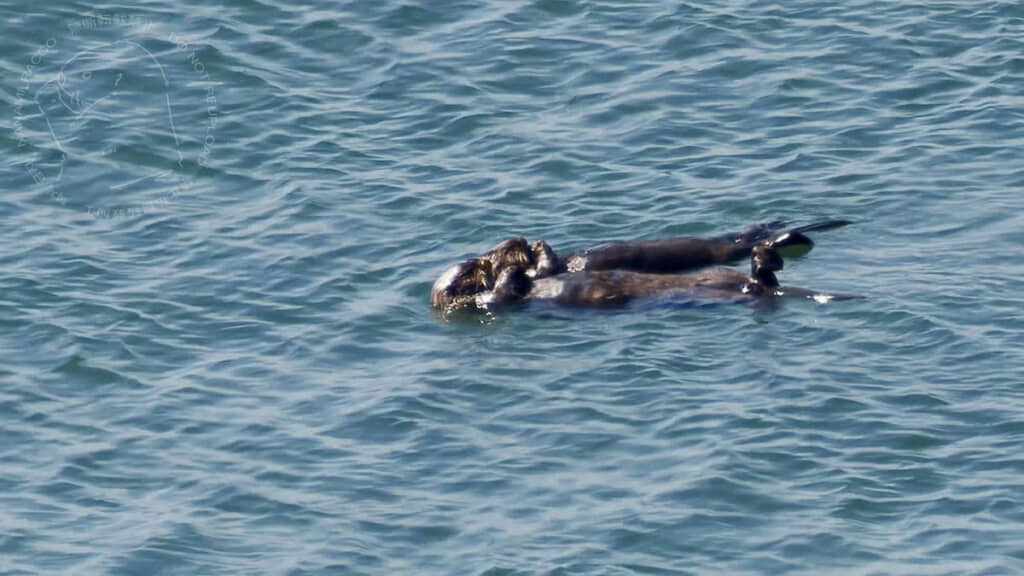 寄り添う様子がかわいすぎる