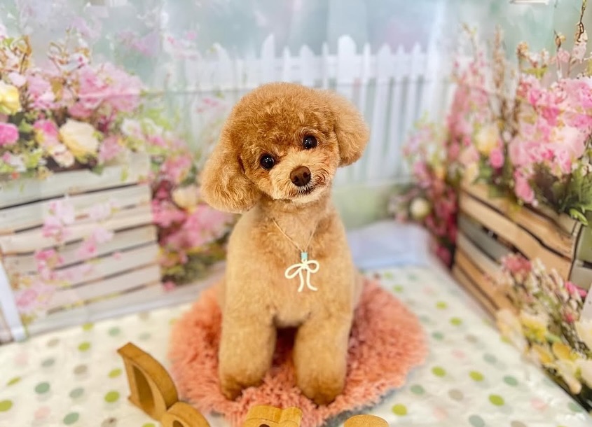 トイプードルのノアさん（6歳♂）