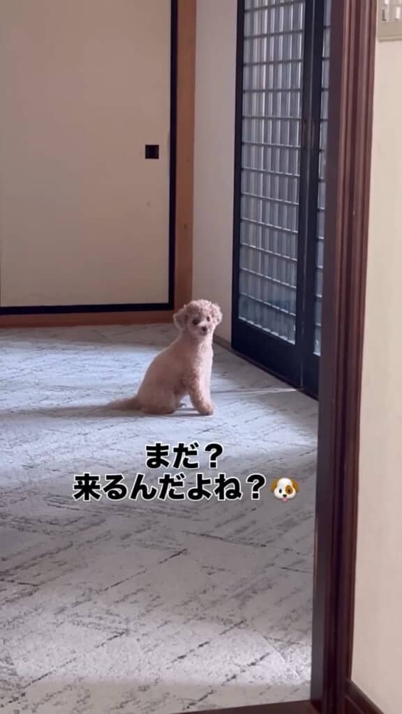 本当に来るの？　と不安げ