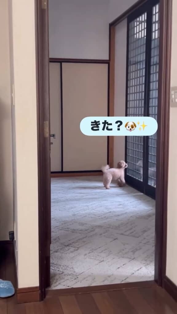 お兄ちゃん来たっぽい？