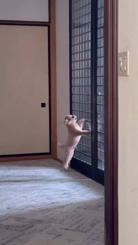 お兄ちゃん！　お兄ちゃん！