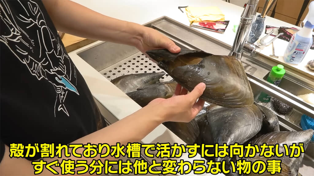 殻が割れているタイラガイを仕入れてきました