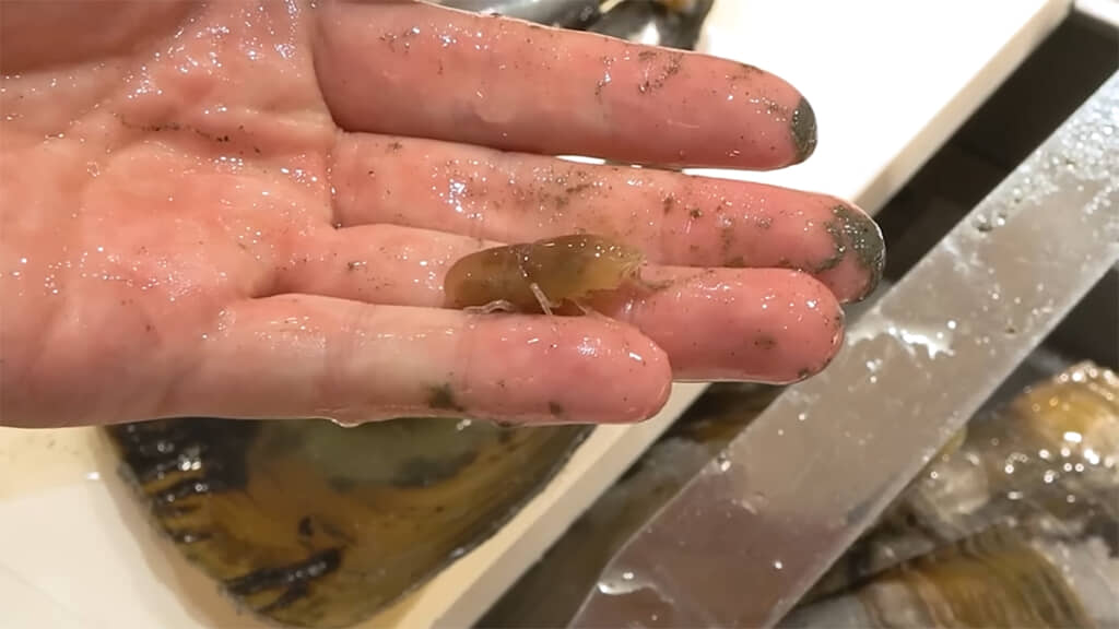 カクレエビが出てきました