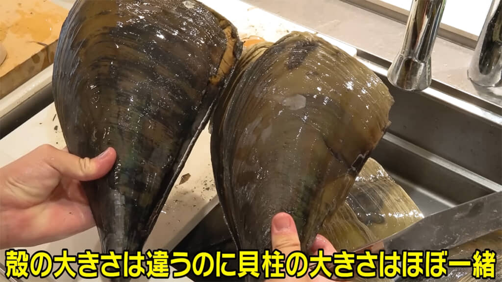 殻と貝柱の大きさは比例しないようです