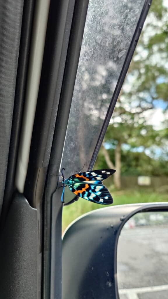 色鮮やかなカラーリングの蛾
