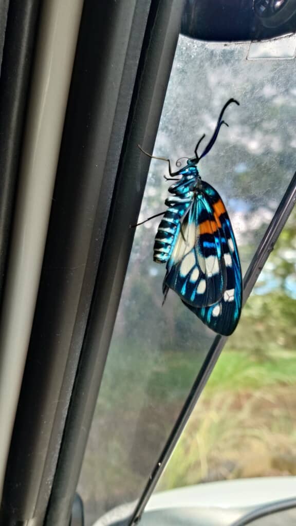 サツマニシキの体の側面を捉えた写真