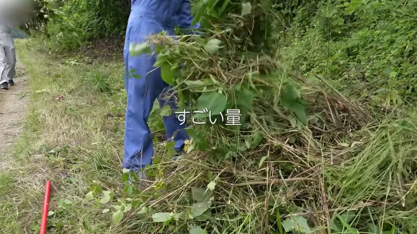 山のように積み上がっている刈り取った後の草