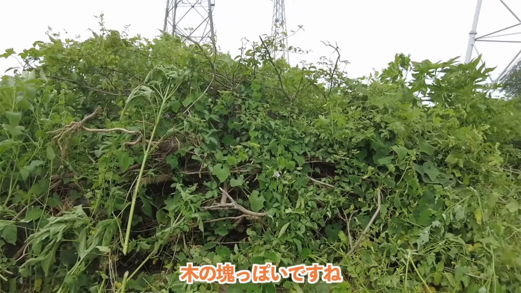 木の塊と雑草が絡み合っていました