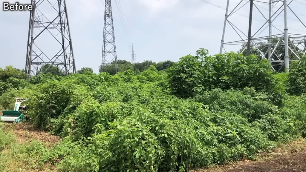 見渡す限り雑草が生えていた畑は
