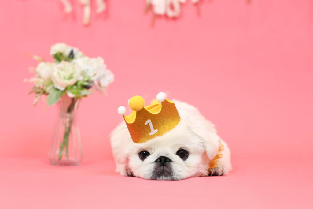 9月5日に1歳に！　おめでとう！