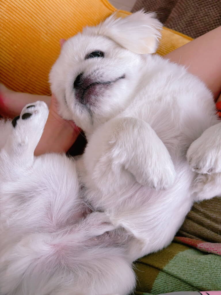 甘えん坊のちゃむちゃむくん