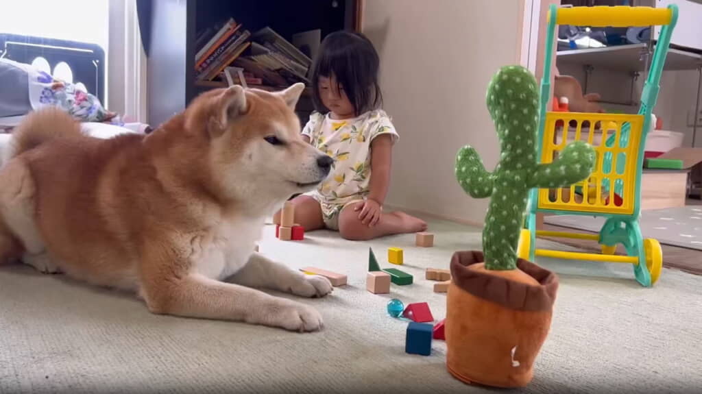 サボテンとの対話を始めたこむぎくん