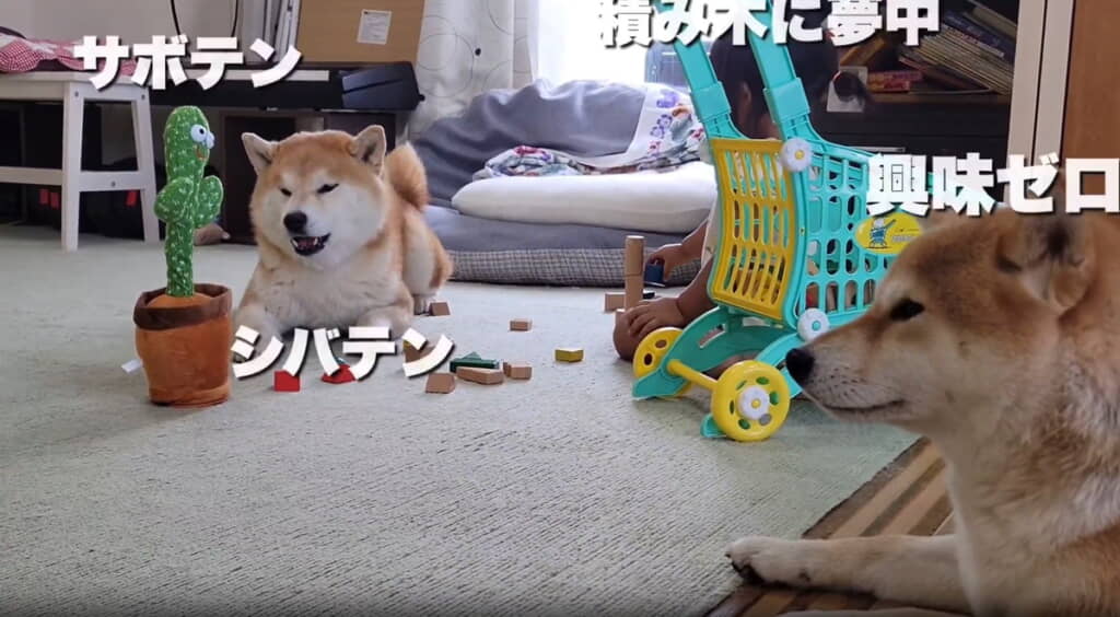 妹たちはサボテンに飽きたようです