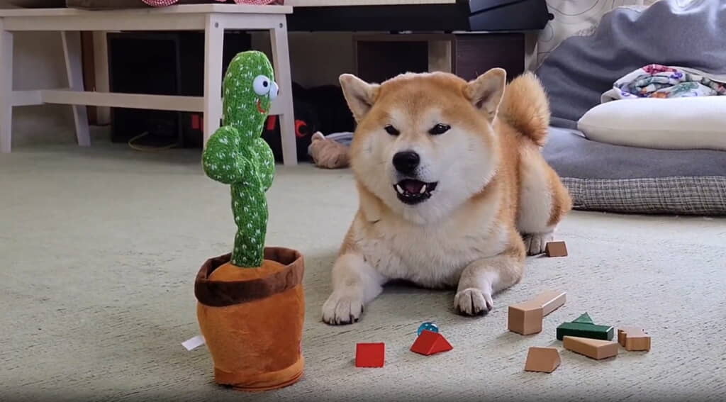 最後まで夢中になっておしゃべりしていたこむぎくんでした◎