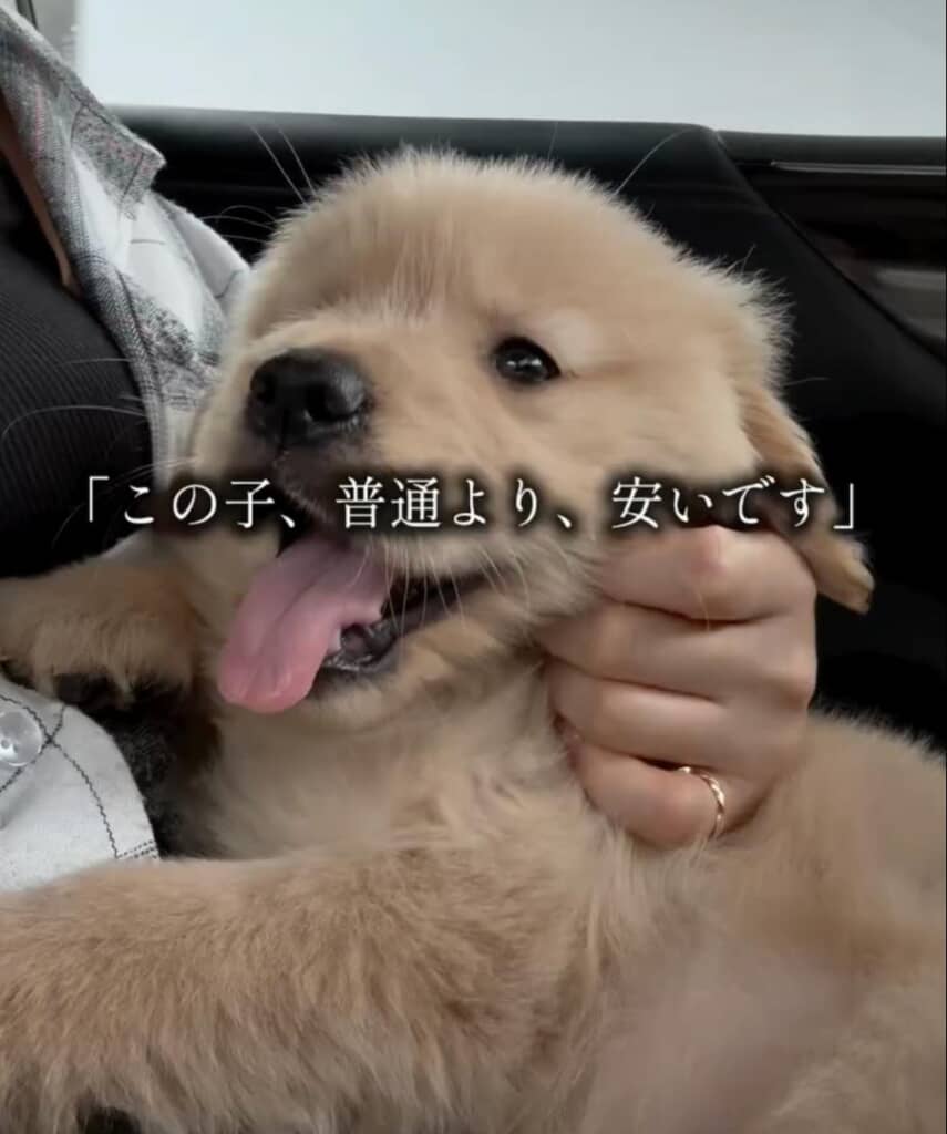 「この子、普通より安いです」と言われ、お迎えしたモナちゃん