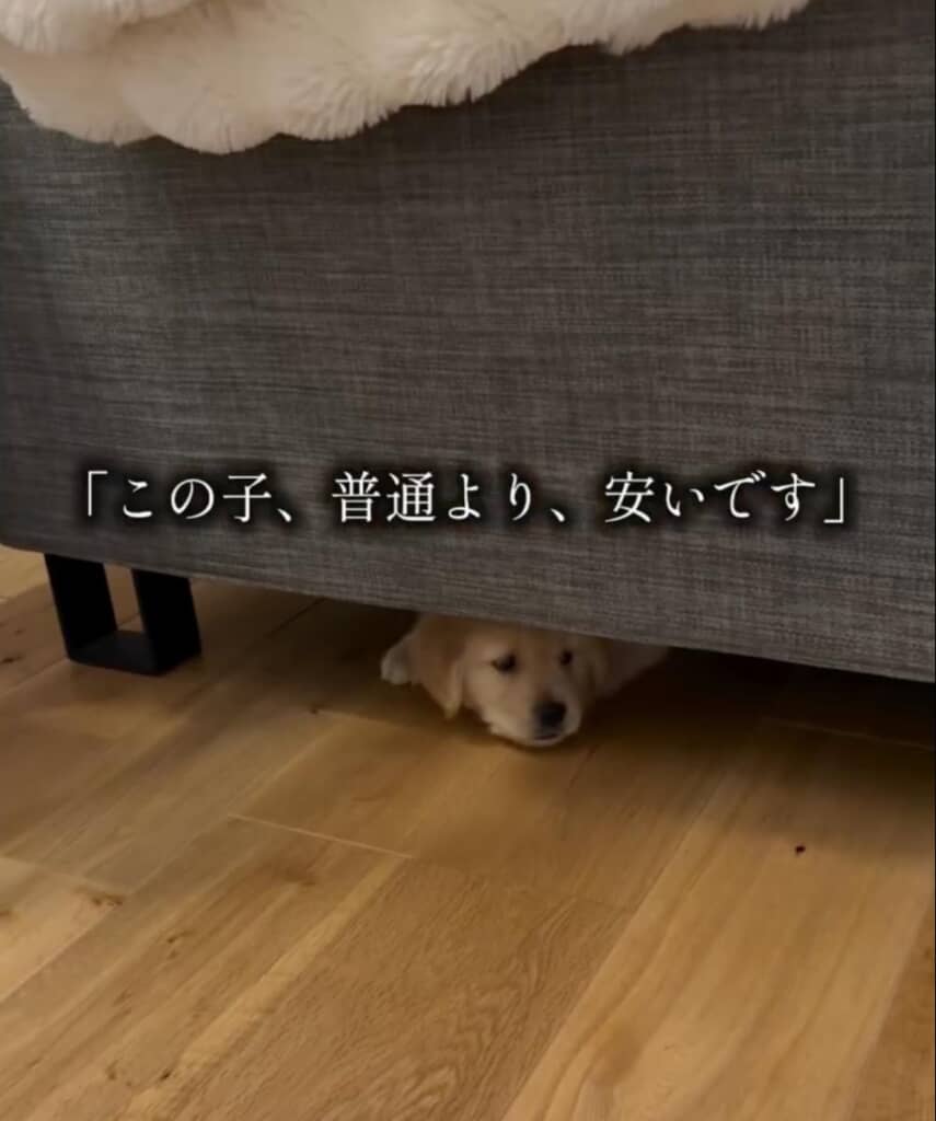 ソファの下に隠れるモナちゃん