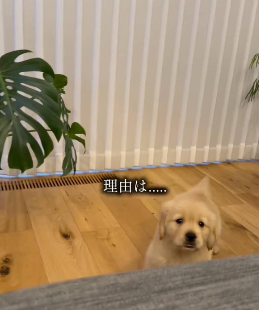 なぜ安かったのでしょう……？