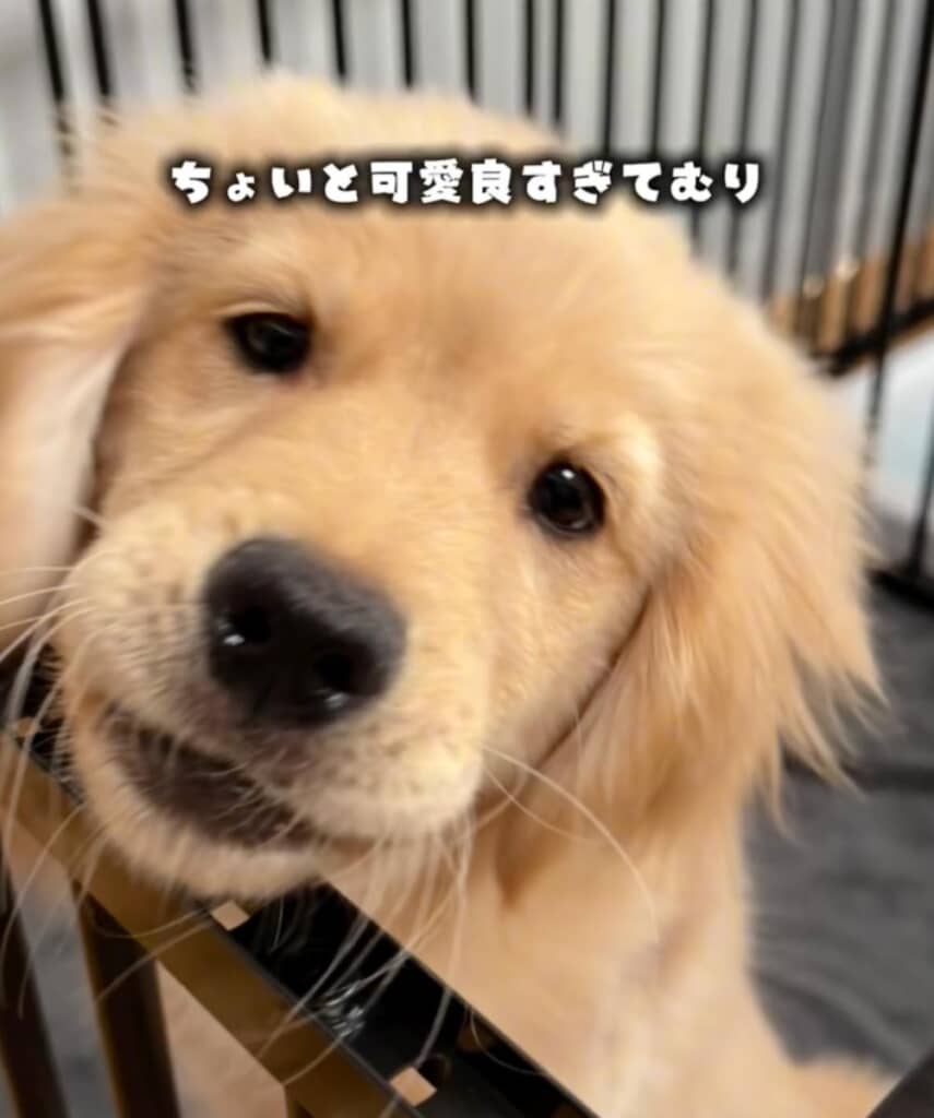 優しそうな表情に癒やされます